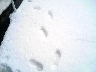 雪足跡